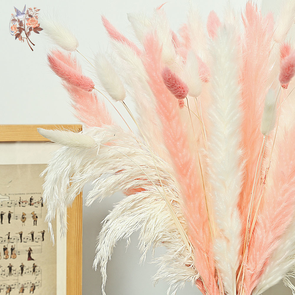 62 Pieces White Reeds Pink Rab - Dried Pampas Bundle 评论和价格